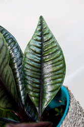 Labisia sp. "crododile"